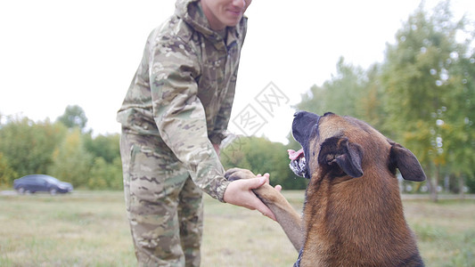 牧羊犬在公园里摸他的主人图片