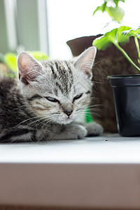 灰猫坐在家用植物附近的白色表面上猫咪宠物动物眼睛哺乳动物毛皮猫科灰色虎斑图片