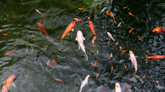 池塘里的皇家鲤鱼 在水顶视图的日本锦鲤 锦鲤在水中 神圣的鱼 从阿穆尔亚种培育的装饰性驯养鱼金鱼团体橙子动物花园钓鱼宠物公园野生图片