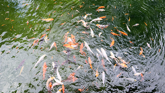 鲤鱼金鱼池塘里的皇家鲤鱼 在水顶视图的日本锦鲤 锦鲤在水中 神圣的鱼 从阿穆尔亚种培育的装饰性驯养鱼金鱼宠物团体钓鱼橙子野生动物花园公园背景