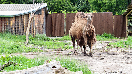 动物园里两只骆驼的背部有两座山峰 不像独重的拖风机图片