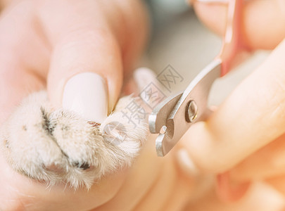 兽医用剪刀钉猫的三肢指甲图片