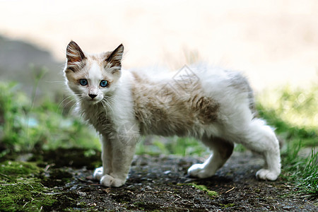 无家可归的阴险小白猫 一只蓝眼睛的美丽的猫宠物小猫虎斑婴儿猫咪草地晶须眼睛猫科动物头发图片