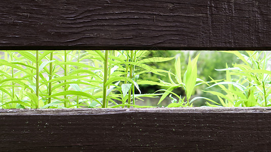 木质棕色栅栏 由水平板制成 后面有绿草 复制空间 美丽的春天和夏季背景 还有文字或标志的位置乡村材料控制板盘子展示公园桌子木头晴图片