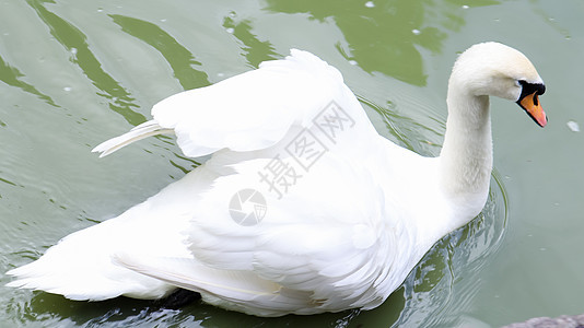 白天鹅是来自鸭子家族的天鹅的小鸟 它夏天在湖里或池塘里有白色羽毛优美荒野动物动物群翅膀蓝色旅行水禽野生动物反射图片