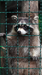 动物园笼子里的一只浣熊正在扫描烤架 浣熊的肖像 看着相机而不触及眼睛 浣熊科掠食性哺乳动物的属 美国的居民荒野栅栏野生动物寂寞动图片