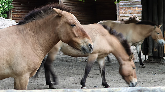 生活在亚洲的一匹野马的物种或亚种 马在其中栖息于脑海中鼻子毛皮农场食草晴天濒危场地普热马头动物图片