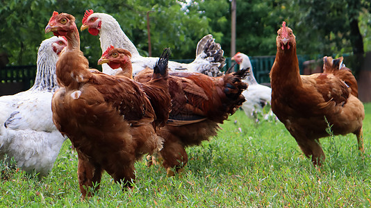 家谱棕色和白色的母鸡和公鸡在大自然中吃草 在乡村鸡舍附近的房子后院的户外 农村房子院子里的纯种鸡家禽鸟类自然配种国家小鸡动物村庄图片