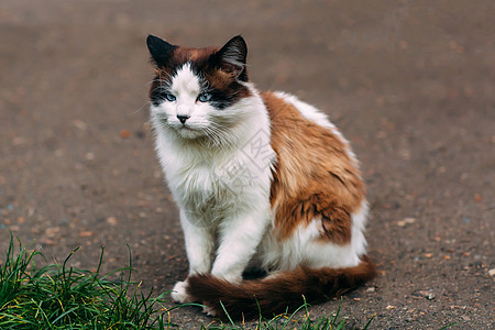 无家可归的灰白猫 一只蓝眼睛的漂亮猫图片