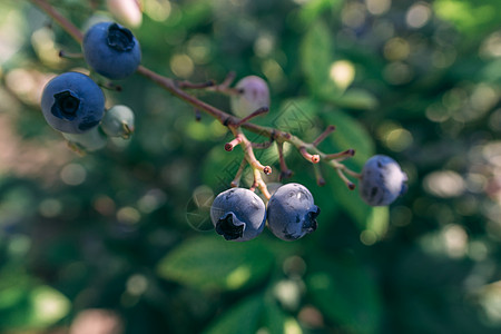 森林树枝上的一些蓝莓 近距离拍摄衬套饮食小吃小枝叶子蓝色灌木荒野植物生产图片