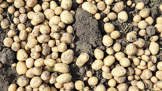花园里的地上有很多新挖的里维埃拉土豆 通过穿越密涅瓦和阿尔克玛利亚获得 它打算在早期马铃薯市场上出售 并以洗过的形式出售植物栽培背景图片