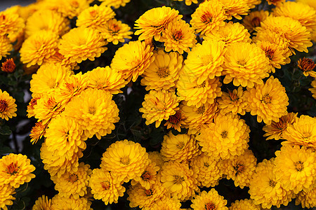 黄菊花花园绿色宏观花束植物群雏菊树叶花瓣植物植物学图片