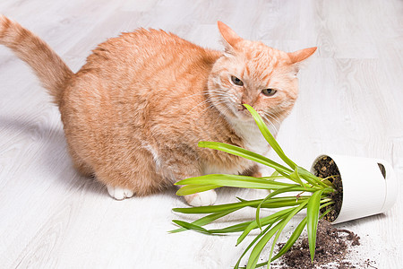 红色可爱的猫虎斑植物群房间地面木头损害动物宠物花园碎片图片