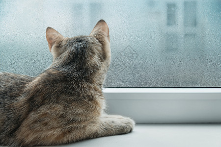 好奇的猫在雨天看着窗子图片