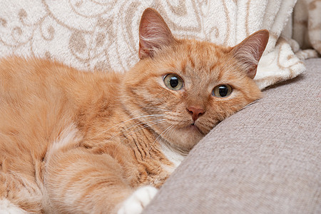 红猫看镜头 大可爱的眼睛很漂亮猫科动物宠物小猫毛皮床罩腹部獠牙头发鼻子晴天图片