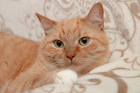 红猫看镜头 大可爱的眼睛很漂亮羊毛猫科动物舌头肥猫爪子宠物格子头发小猫沙发图片