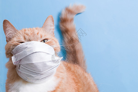 蓝背景的可爱红发猫医师外科医院环境危险兽医口罩疾病眼睛药品图片