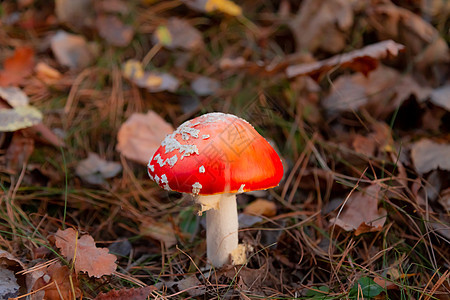 红苍蝇在森林里长着高顶帽子 美丽的毒蘑菇图片