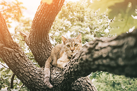 泰比猫躺在阳光明媚的夏日树上图片