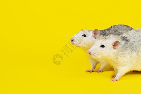 两只滑稽肥老鼠的肖像 孤立在黄色上图片