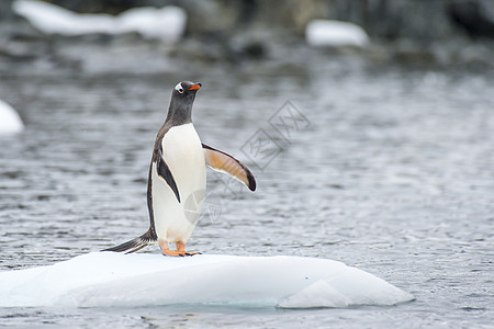 冰上金图企鹅生态旅行冰山野生动物荒野羽毛动物蓝色白色黑色图片
