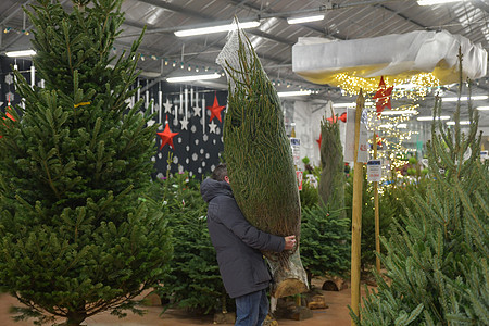 一个人带着一棵圣诞树 装在塑料网里 道格拉斯法尔市场农场传统分支机构季节待售新年云杉销售店铺图片