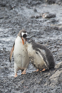 Gentoo 企鹅在南极洲找小鸡荒野金图白色海滩蓝色团体环境黑色野生动物动物图片