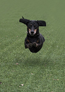 Dachshund的品种 香肠狗 Dachshund散步图片