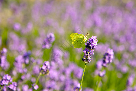青黄蝴蝶坐在紫罗兰花朵上 在开阔的田野 美丽的昆虫叫CABBAGE图片