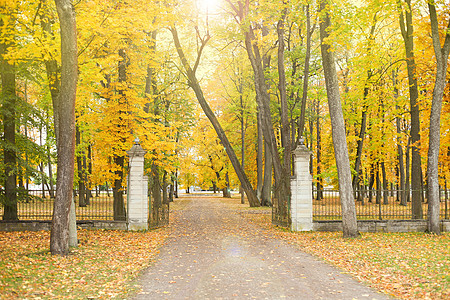 秋天公园的Pedestrian路 秋天风景 塔林市的Audumun公园叫Kadriorg图片