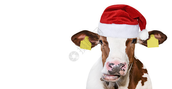 圣诞帽里被孤立的怪牛图片