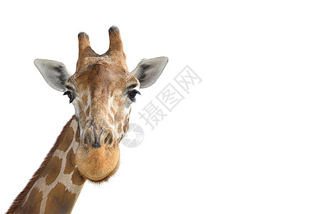 年轻有趣的长颈鹿的肖像 站在白色背景上紧紧地站着图片