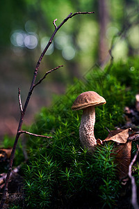 蘑菇或在森林苔中生长的李氏菌图片