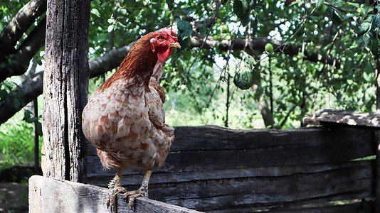 在阳光明媚的日子里 在五颜六色的夏日背景下 一只大红褐色的蛋鸡在乡下 属于蛋类鸡 家禽育种 鸡和蛋生产宠物饮食小鸡栅栏羽毛动物农图片