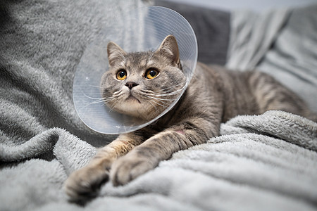 生病的灰色苏格兰直种猫戴着宠物医用项圈锥体伊丽莎白时代的项圈 以避免在家里舔 英国猫在家手术后躺在沙发上 头上戴着保护性塑料锥压图片
