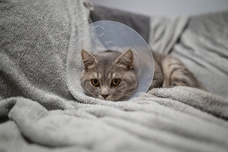 生病的灰色苏格兰直种猫戴着宠物医用项圈锥体伊丽莎白时代的项圈 以避免在家里舔 英国猫在家手术后躺在沙发上 头上戴着保护性塑料锥棒图片