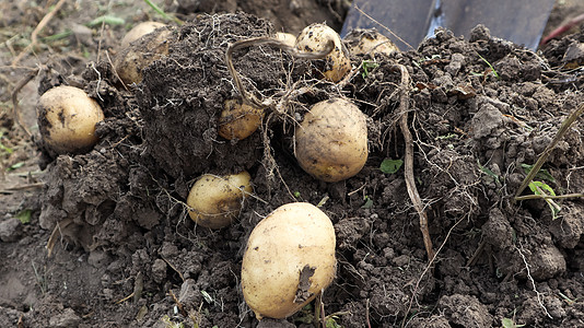 从早期幼马铃薯种植园的土壤中收获 在农场花园里 用铲子从地里挖出新鲜的有机土豆营养植物农村采摘季节自然栽培工作园艺蔬菜图片