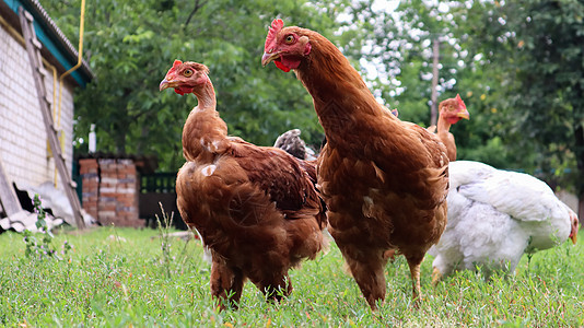 家谱棕色和白色的母鸡和公鸡在大自然中吃草 在乡村鸡舍附近的房子后院的户外 农村房子院子里的纯种鸡农场宠物农家家禽国家小鸡村庄家庭图片