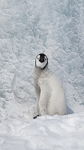 北极熊企鹅皇帝企鹅小鸡 在南极洲下雪背景