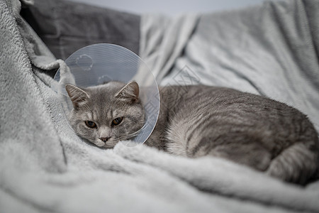 疲倦的猫灰色苏格兰直品种在家里的沙发上手术后与兽医锥一起休息 动物保健概念 手术后猫的恢复或 E 项圈 伊丽莎白衣领疾病外科宠物图片
