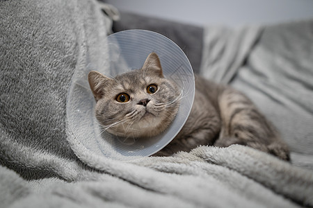 手术后戴着兽医项圈的灰色苏格兰直耳猫悲伤地躺在家里的沙发上 精疲力尽的英国品种猫 带着兽医伊丽莎白时代的项圈 以防止在家里舔伤口图片