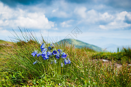 阿尔卑纳高原坎帕努拉山紫丁香石头脆弱性荒野植物植物群野花紫色草地草药图片