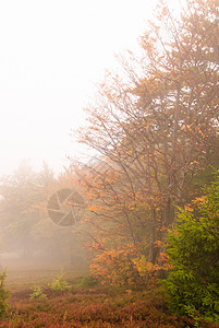 深沉坠落农村薄雾林地风景季节环境松树魔法森林叶子图片