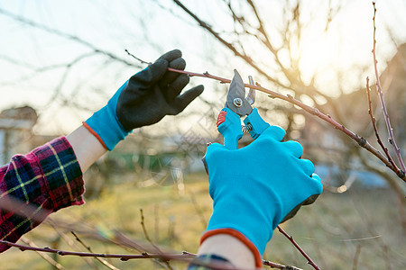春季季节性园艺 种植果树 剪剪剪修剪灌木工作工人金属果园活动成人衬套农业图片