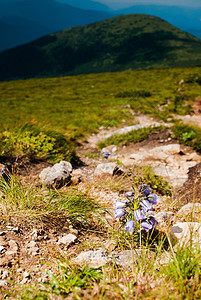 阿尔卑纳高原坎帕努拉山紫色石头草药植物高山风铃岩石假山季节花瓣图片