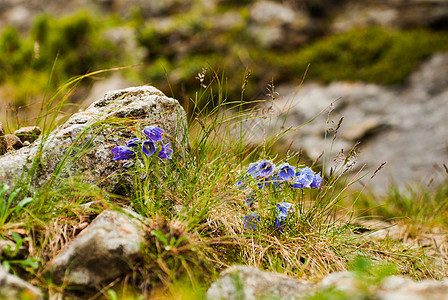 阿尔卑纳高原坎帕努拉山花瓣植物群脆弱性野花高山季节岩石假山宏观紫色图片