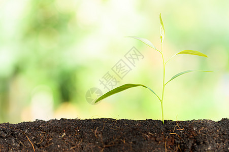 爱树概念 种植树木绿色花园生态发芽地面生活土壤幼苗农业生长图片
