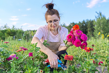 拥有剪剪剪的中年妇女 砍伐金尼亚花朵女士园艺女性植物学修枝植物爱好衬套闲暇围裙图片