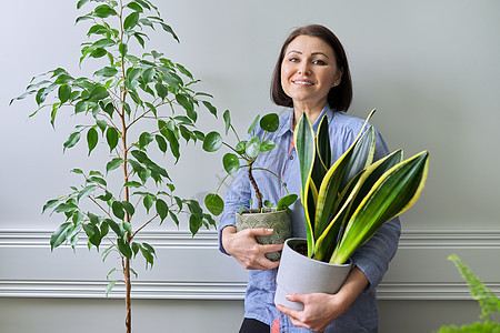 绿色兴趣爱好室内家庭植物 在锅里装有植物的妇女房子花盆主妇女性园丁栽培成长叶子房间中年图片