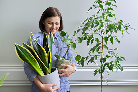 绿色兴趣爱好室内家庭植物 在锅里装有植物的妇女房子栽培地面花园主妇成长绿色植物花盆中年园艺图片